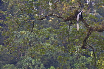 Black and white colobus / Guereza monkey (Colobus guereza) sitting on Fig (Ficus sp.) tree in forest canopy, Kaffa Zone, Southern Ethiopia, East Africa December 2008