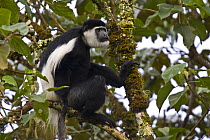 Black and white colobus / Guereza monkey (Colobus guereza) adult male among Fig (Ficus sp.) foliage, Kaffa Zone, Southern Ethiopia, East Africa December 2008