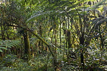 Dense vegetation with giant ferns and dracaenas (Dracaena afromontana) in Afromontane cloud forest, Koma forest, Bonga, Kaffa Zone, Southern Ethiopia, East Africa December 2008