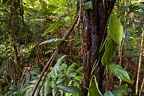 Dense vegetation in old-growth Afromontane cloud forest, Kaffa Zone, Southern Ethiopia, East Africa December 2008