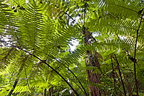 Looking up at giant fern foliage in Afromontane cloud forest, Koma forest, Bonga, Kaffa Zone, Southern Ethiopia, East Africa December 2008