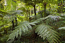 Giant ferns in Afromontane cloud forest, Koma forest, Bonga, Kaffa Zone, Southern Ethiopia, East Africa December 2008