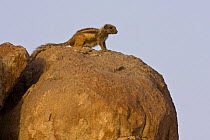 Barbary ground squirrel (Atlantoxerus getulus) on boulder, Draa valley, Southern Morocco, NW Africa