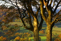 Autumn colours near Capel Garmon, Snowdonia National Park, Gwynedd, North Wales, UK, October 2008