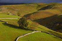 Stone walls and barns nr Kettlewell, Wharfedale, Yorkshire Dales National Park, England, UK, October 2008