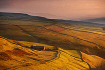 Evening light on the stone walls and a farms of Wharfedale, nr Kettlewell, Yorkshire Dales National Park, England, UK, October 2008