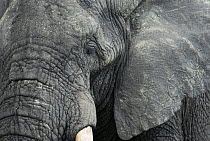 African elephant (Loxodonta africana) close-up of face, Tanzania