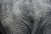 African elephant (Loxodonta africana) close-up of rear, Tanzania