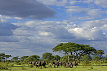 African elephant (Loxodonta africana) herd, Tarangire NP, Tanzania