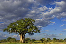 Baobab tree (Adansonia sp) Tarangire NP, Tanzania