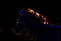Common zebra (Equus quagga) silhouetted with light from behind, Tanzania