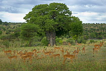 Impala (Aepyceros meampus) herd, Tarangire NP, Tanzania
