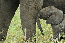 African elephant (Loxodonta africana) baby pushing its head against the leg of an adult, Tarangire NP, Tanzania
