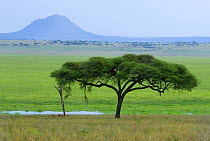 Tarangire National Park with volcanic mountain in background, Tanzania
