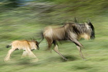 Wildebeest (Connochaetes taurinus) adult and baby running, Tanzania