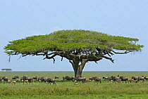 Acacia tree (Acacia sp) with Wildebeest (Connochaetes taurinus) herd, Serengeti, Tanzania