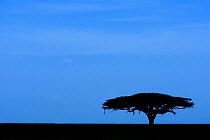 Acacia tree (Acacia sp.) silhouetted, Tanzania