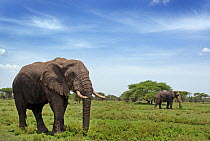RF- African elephant (Loxodonta africana), Tanzania, Africa. (This image may be licensed either as rights managed or royalty free.)
