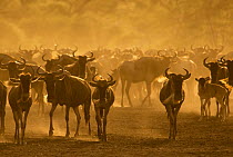 Wildebeest (Connochaetes taurinus) herd, Tanzania