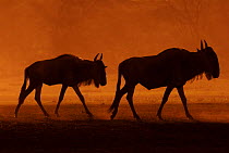 Two Wildebeest (Connochaetes taurinus) silhouetted, Tanzania