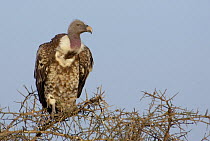 Ruppell's Vulture (Gyps rueppellii) portrait, Tanzania
