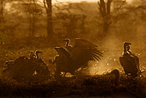 Ruppell's Vulture (Gyps rueppellii) group, Tanzania