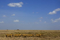 Pride of African lions (Panthera leo) walking in a line, Serengeti NP, Tanzania