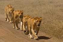 RF- Pride of African lions (Panthera leo) walking in a line at roadside, Serengeti National Park, Tanzania, Africa. (This image may be licensed either as rights managed or royalty free.)