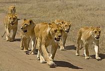 Pride of African lions (Panthera leo) walking along a track, Serengeti NP, Tanzania