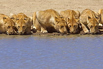 Pride of African lions (Panthera leo) drinking, Serengeti NP, Tanzania