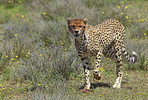 Cheetah (Acinonyx jubatus) with blooded paws, Tanzania
