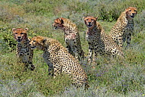 Cheetah (Acinonyx jubatus) mother with  juveniles  with blooded faces after feeding, Tanzania