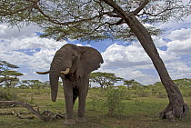 African elephant (Loxodonta africana) Tarangire NP,Tanzania
