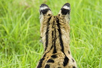 Serval (Felis serval) rear view of head and ears,  Tanzania