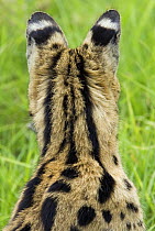 Serval (Felis serval) rear view of head and ears, Tanzania