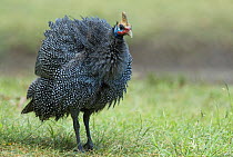 Helmeted Guineafowl (Numida meleagris) portrait with feather fluffed up, Tanzania
