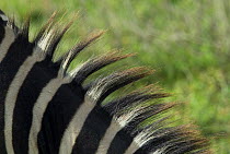 Common zebra (Equus quagga) close-up of mane detail, Tanzania