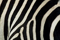 Common zebra (Equus quagga) close-up showing stripes, Tanzania