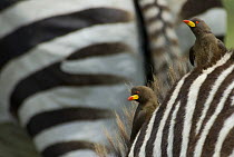 Two Yellow-billed oxpeckers (Buphagus africanus) on a zebra, Tanzania