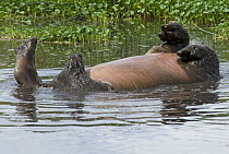 Hippopotamus (Hippopotamus amphibius) rolling on back playing in water, Tanzania