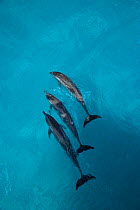 Looking down on Atlantic spotted dolphin {Stenella frontalis} at surface, Bahamas, Caribbean