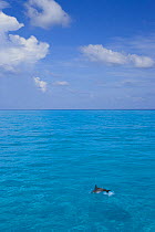 Atlantic spotted dolphin {Stenella frontalis} jumping in blue sea, Bahamas, Caribbean