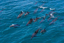Pod of Atlantic spotted dolphin {Stenella frontalis} at surface, Bahamas, Caribbean