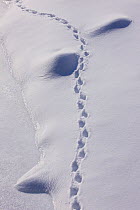 Chamois {Rupicapra rupicapra} tracks in the snow, Gran Paradiso NP, Valnontey, Aosta valley, Italian alps.