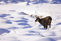 Chamois {Rupicapra rupicapra} grazing through the snow, Gran Paradiso NP, Valnontey, Aosta valley, Italian alps.