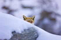 Red fox {Vulpes vulpes} behind snow, Gran Paradiso NP, Valsavarenche, Aosta valley, Italian alps