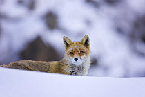 Red fox {Vulpes vulpes} in snow, Gran Paradiso NP, Valsavarenche, Aosta valley, Italian alps
