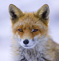Red fox {Vulpes vulpes} portrait in snow, Gran Paradiso NP, Valsavarenche, Aosta valley, Italian alps