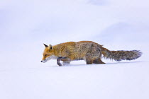 Red fox {Vulpes vulpes} walking through thick snow, Gran Paradiso NP, Valsavarenche, Aosta valley, Italian alps