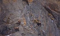 Ibex {Capra ibex} on steep rock face, Gran Paradiso NP, Valsavarenche, Aosta valley, Italian alps
